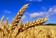 Помощь в реализации пшеницы